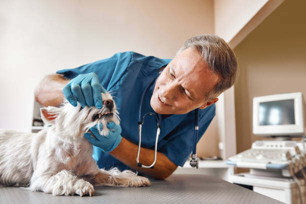 Best Emergency Treatment for Dental Infections or Abscesses in Rapids, NY
